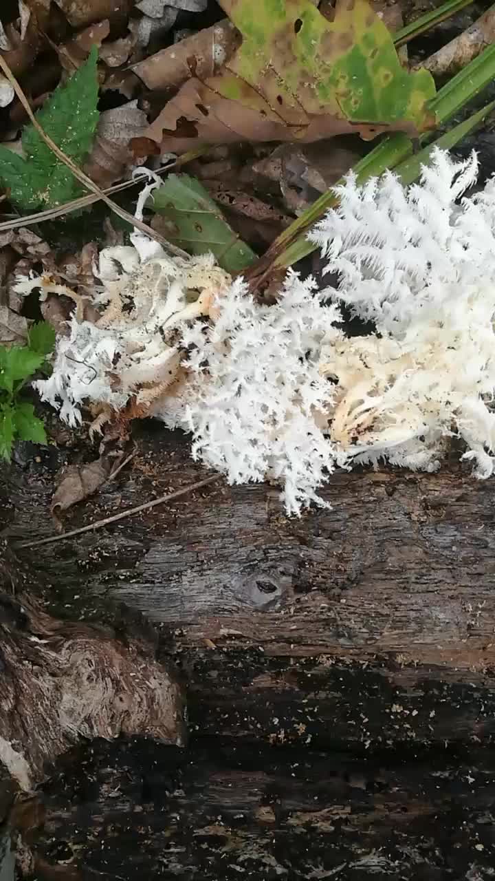 猴头花野生菌