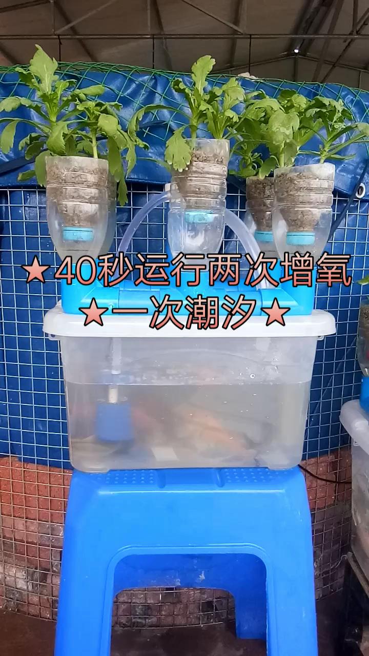 有机生态鱼菜共生