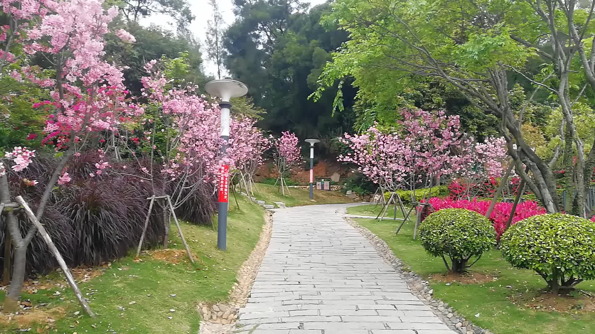 厦门市海沧区"大屏山郊野公园.樱花谷"