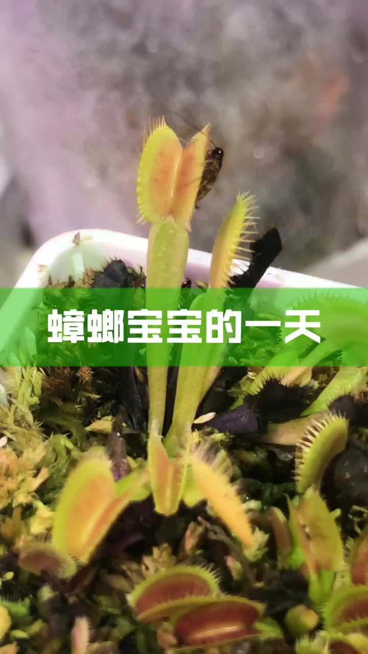 腾一的食虫植物