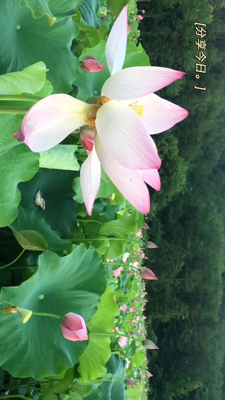 荷花 #这花好看吗 @抖音短视频