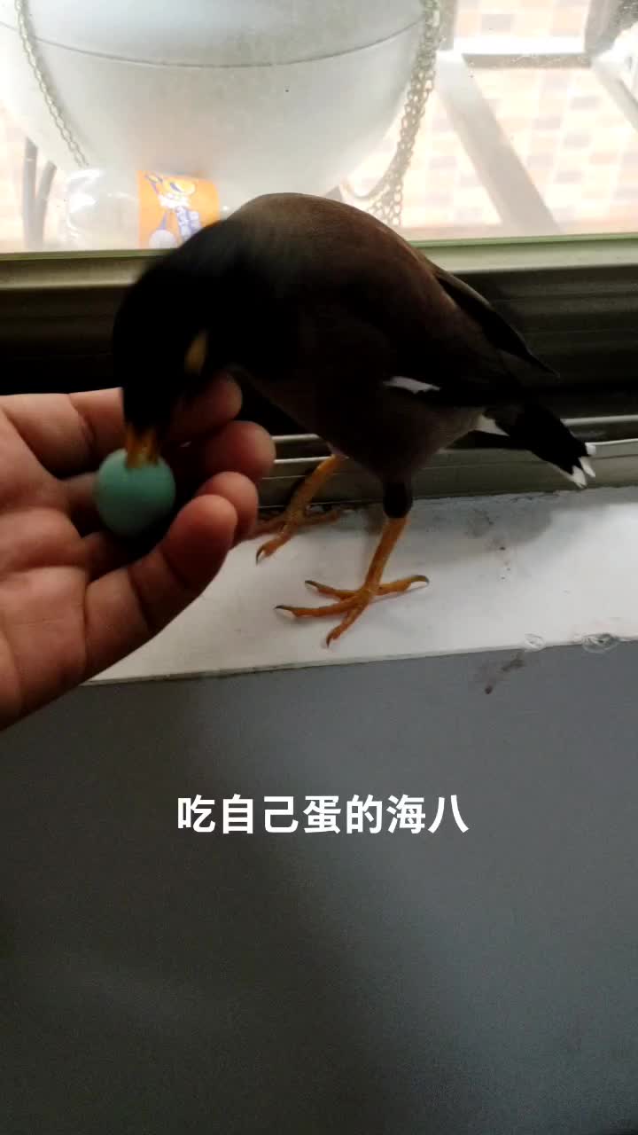 八哥 #宠物鸟崽子 吃自己蛋的#海八二爷说话 #海南八哥