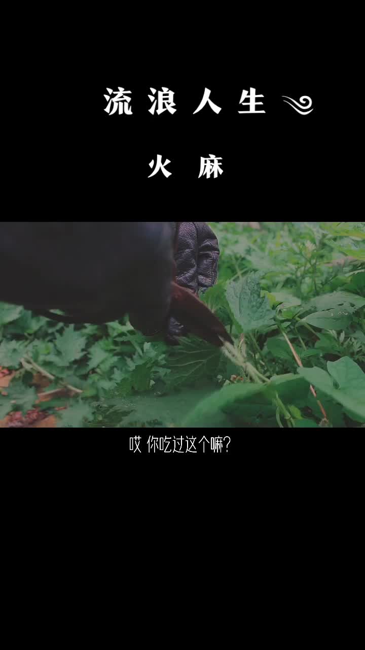 d18,贵州·安顺:就说还有什么是我大中华不能吃的 #流浪人生 #旅行