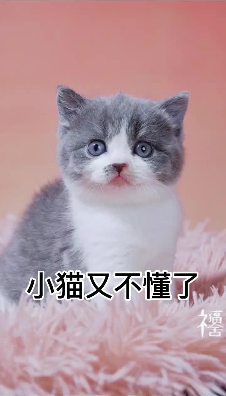 小猫经常被眼前的事情所迷惑.我该不该告诉它呢?