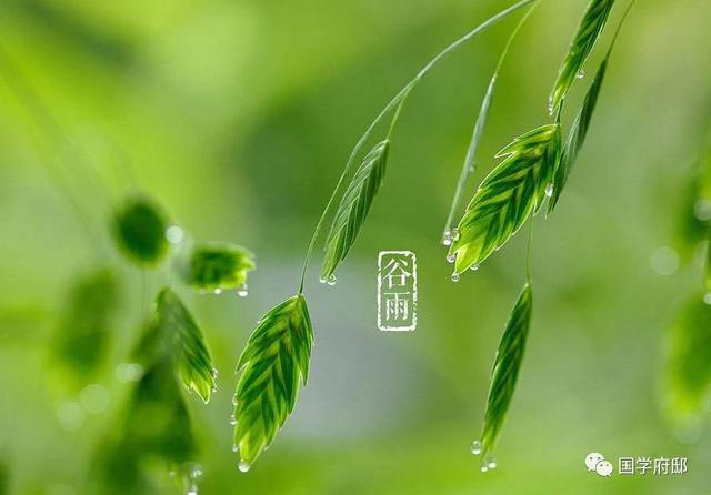 谷雨诗词的意思