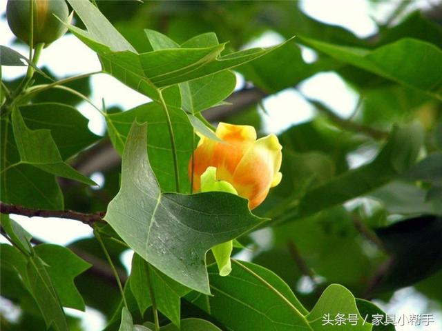 鹅掌楸 家具品牌