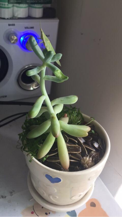 ai id dw 是什么软件