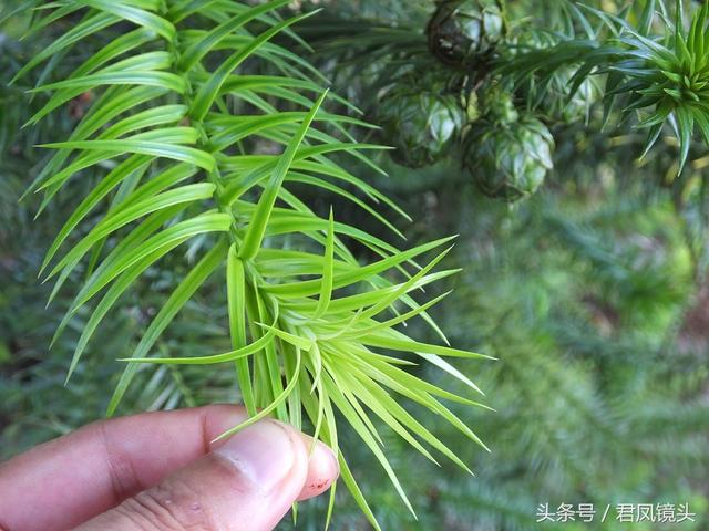 杉树适合做家具吗