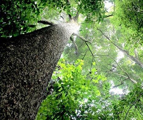 乌金楠木家具的价格