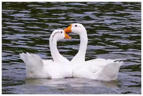 дĹʫ