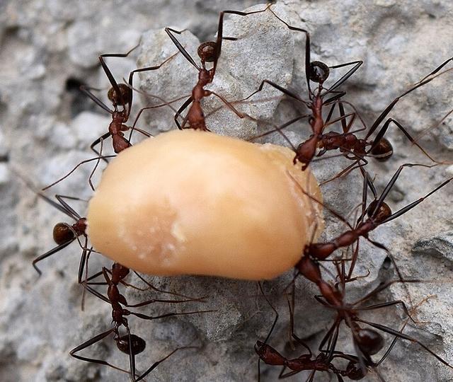 关于蚂蚁搬食物的过程句子