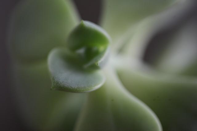 apacheii评分软件