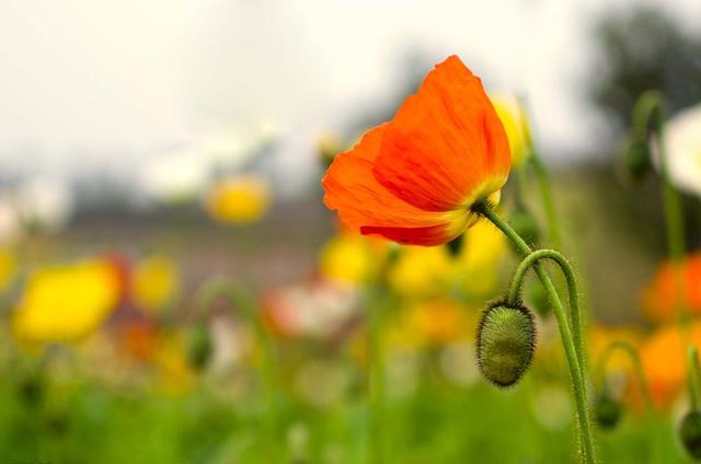 家具代表什么生肖