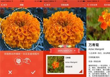 植物智能识别软件下载