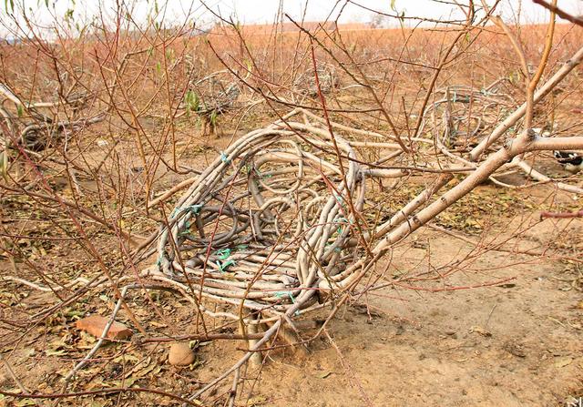 多少年的桃树木头可以作家具