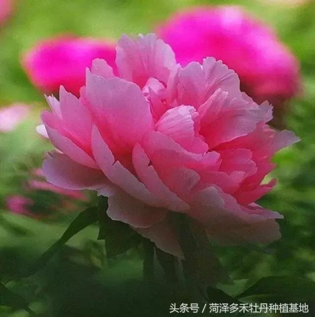 菏泽牡丹 诗词