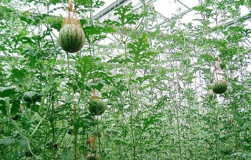 菠萝蜜树做家具好不好