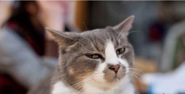 怎么在ppt添加word文档中