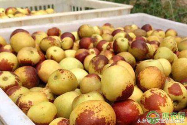 cass9.1软件狗价格