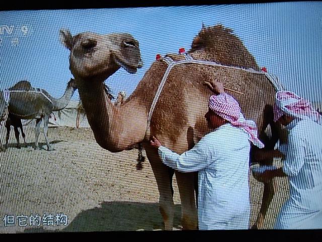 视频软件破解论坛