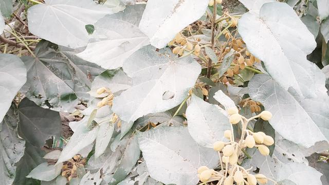 莉树可以做家具吗