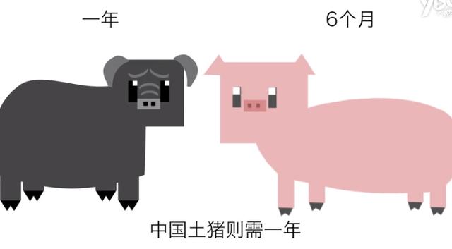 保卫中国土猪:4个地方猪种已确定灭绝,31个品