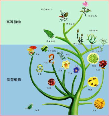 构建进化树的软件