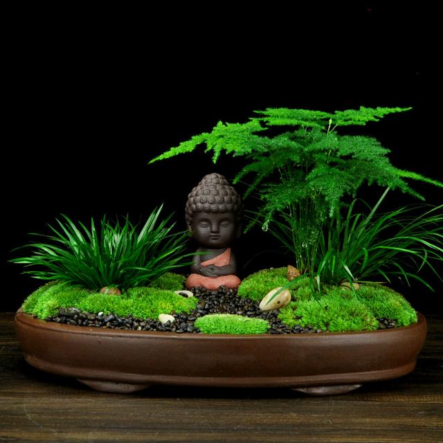 苔藓微景观绿植盆栽,带你感受静心的禅意"小世界"图片