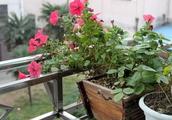阳台放植物影响风水吗