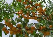 关于杏儿的诗词有哪些？