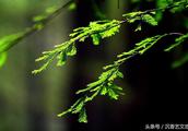 己所欲施于人是什么意思