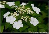 绿色青春圆梦军营征文