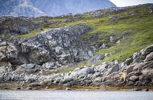 An alone polar bear roams about on the high mounta