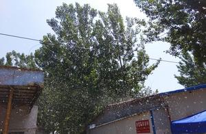 By tens of thousands poplar " blossom " , zhouko