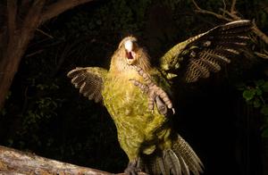 The fattest parrot wing on the world is smallish won't fly, only remnant many 150