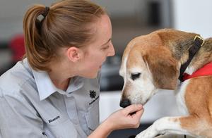 Be replaced by Labuladuo, than 26 years are being 