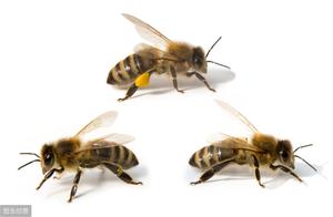 The bee that your him understanding raises each bee friend? Do not understand a few data that will s