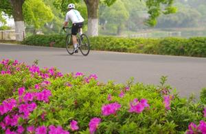 The world in April day, free travel east lake path, see beautiful Shan Bishui, all over azalea!