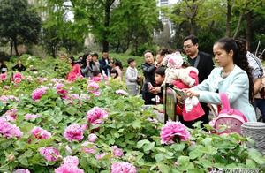 Person of the capital 80 years ago admires peony, 