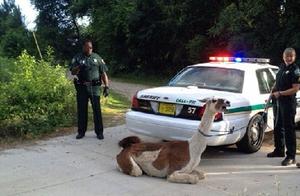 Wriggle bud alpaca escape from prison is arrested,
