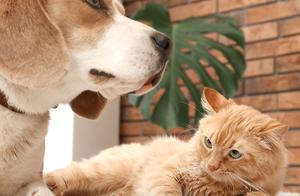 Hit you to become the eldest child of dog dog? Wha