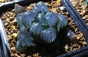 Jade shows this hole, came in to be not thought up