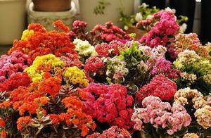 Cure macrobian flower, raise " " very crucial, s