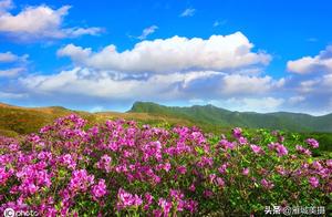 The most beautiful world in April day -- the azalea in cameraman camera lens is beautiful according
