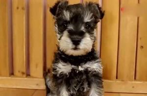 Disposition of snow accept luck is very good, the 