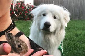 Person of dog of big polar bear sees the person lo