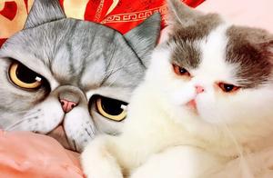 Is exotic undercoat cat a breed of the cat so? Discovery has source with a lot of cat after understa