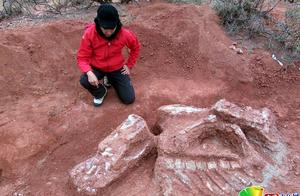 Argentina comes up out of land 200 million years ago giant and dinosaurian remains