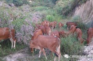 " electric business helps deficient up " Guangxi