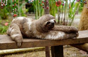 A magical pet spouse -- sloth